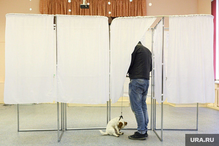 Пес на избирательном участке. Екатеринбург, собака, пес, кабинки для голосования, избирательный участок, голосование