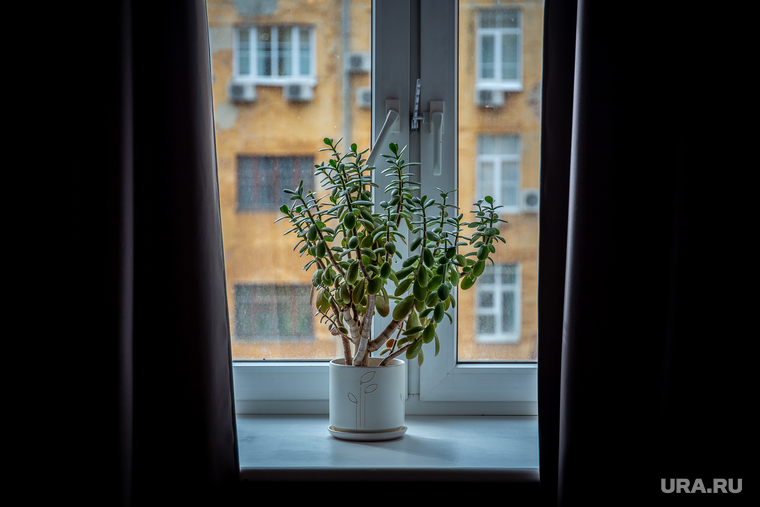 Владелец компании по производству эко-сумок «Экопрост» Иван Рыбников. Екатеринбург, окно, растение в горшке
