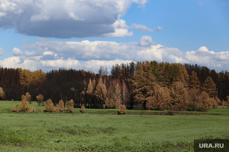 Белый Яр после пожара. Курган , лес, сгоревший лес, природа, последствия пожара