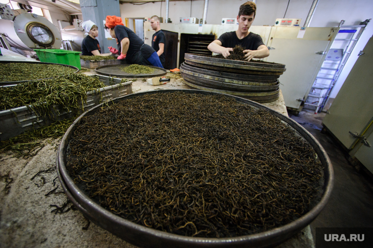 Производство напитка на основе иван-чая. Свердловская область, Ревда, сухая трава, иван-чай