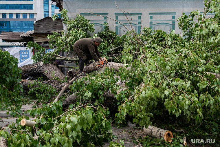 Последствия урагана в Екатеринбурге, улица куйбышева, распил дерева, екатеринбург , ураган, циклон, последствия урагана, устранение последствий, дерево