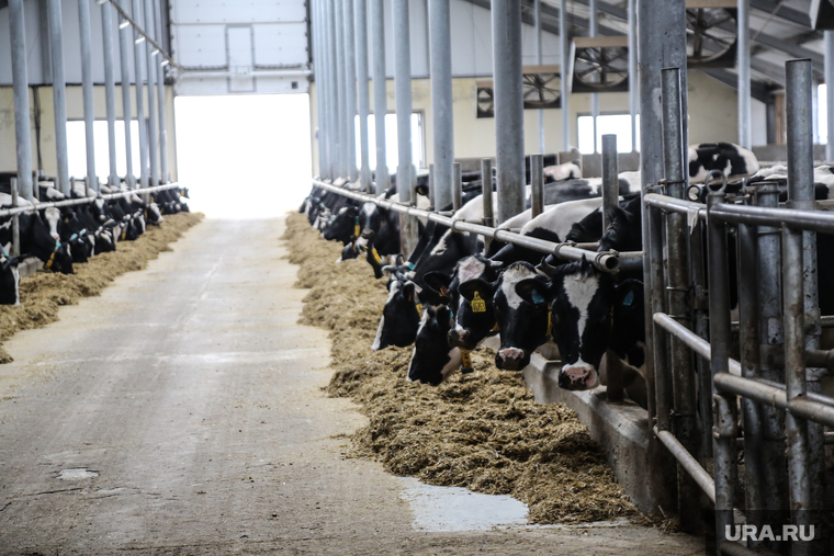 Открытие молочной фермы в селе Петелино. Тюменская область, коровы, коровник, стадо, животноводство, молочная ферма