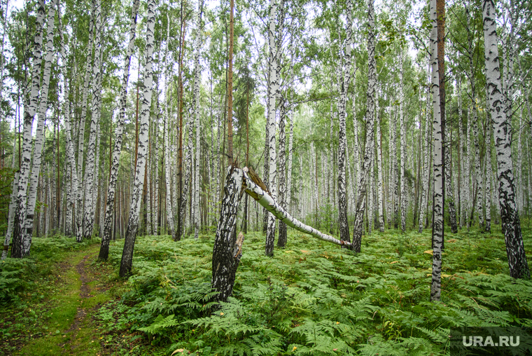 Обсуждение биатлонного центра на Московском тракте. Екатеринбург, лес, тропинка, упавшее дерево