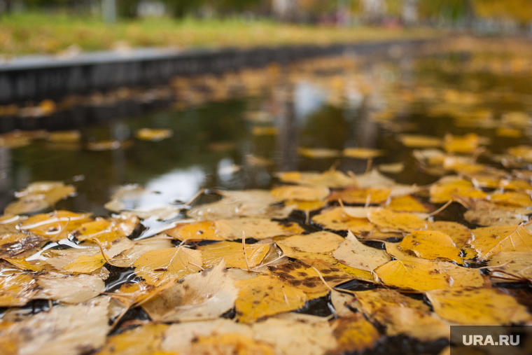 Виды Екатеринбурга, лужа, желтые листья, пасмурная погода, осень