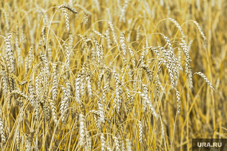 Дубровский и пшеница Челябинск, поле, пшеница, урожай, колосья