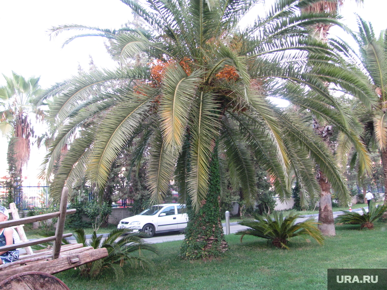 Турция, пальма, финиковая пальма