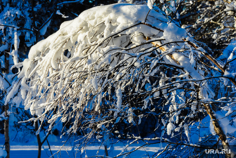 Хребет Зигальга, поселок Верхний Катав, Челябинская область, дерево в снегу