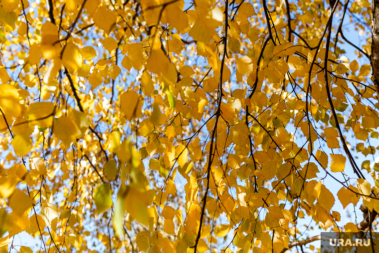 Осень. Тюмень, желтые листья, золотая осень