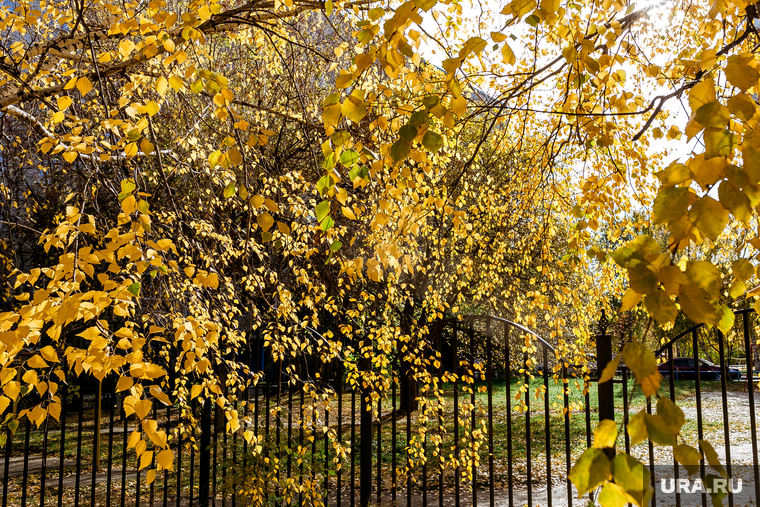 Осень. Тюмень, желтые листья, золотая осень