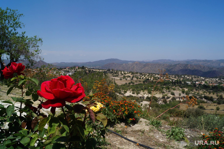 Кипр, роза, гора, природа, кипр
