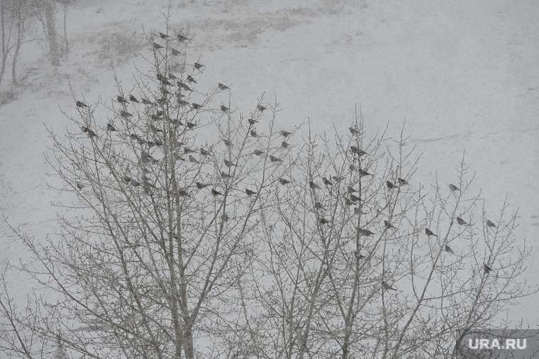 Снегопад в конце марта. Челябинск, птицы, погода, свиристели, весна