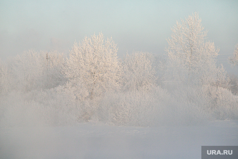 Морозные дни. Тюмень, снег, зима, деревья, деревья в снегу, зимний пейзаж, мороз, холод, снег на деревьях, снег на ветках