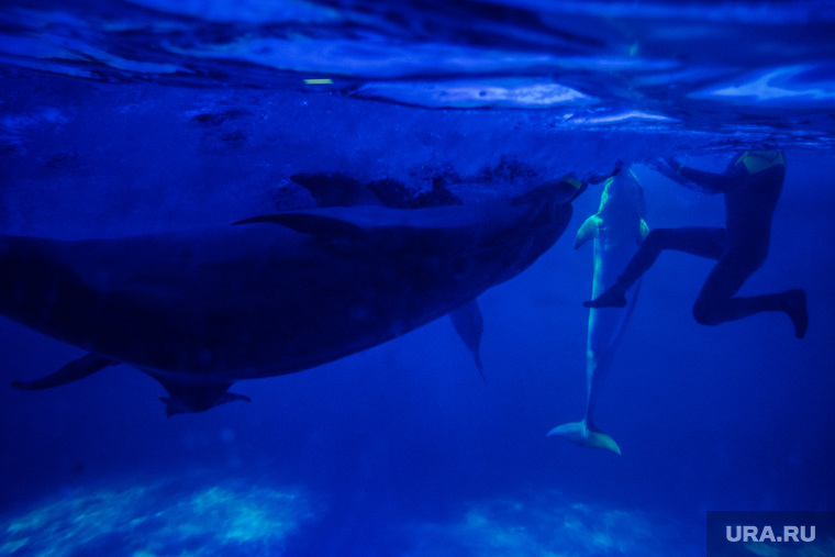 Океанариум "Дельфин". Екатеринбург, млекопитающие, дрессировщик, черноморский дельфин, морское животное