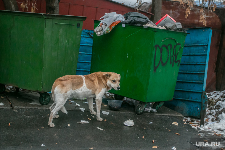 Открытие скейт-городка, осмотр губернатором Алексеем Кокориным объектов программы "Комфортная среда". Курган, собака, помойка, бездомные животные, бродячая собака, бродячие животные