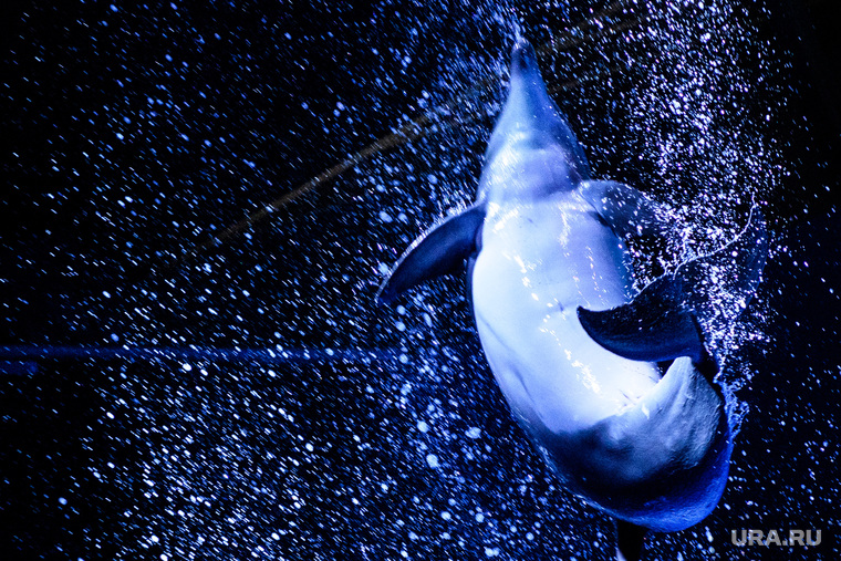 Океанариум "Дельфин". Екатеринбург, прыжок, млекопитающие, черноморский дельфин, морское животное