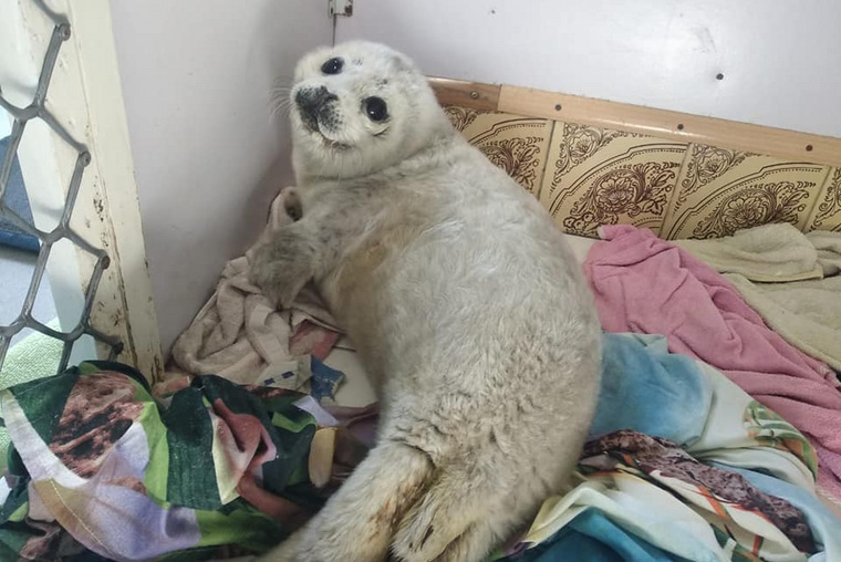 Россиян предупредили, что тюлени могут не выдержать стресса после встречи с человеком