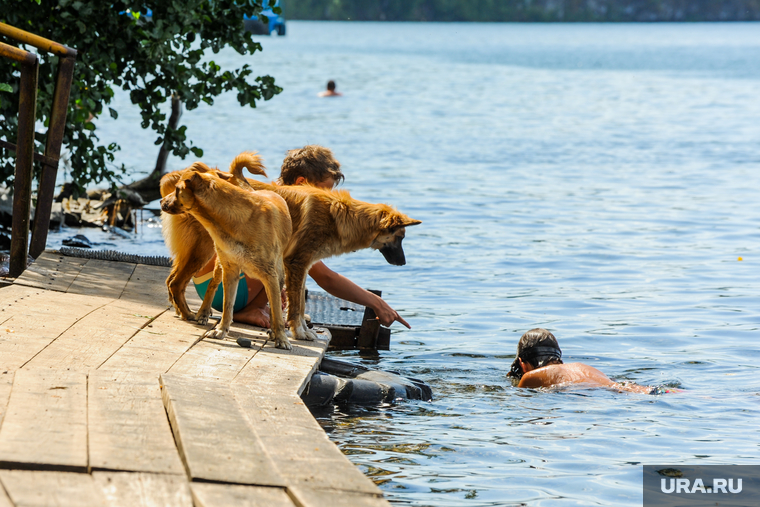 Экология Миасса и окрестностей. Челябинск, собака, жара, лето, отдых, настил для купания