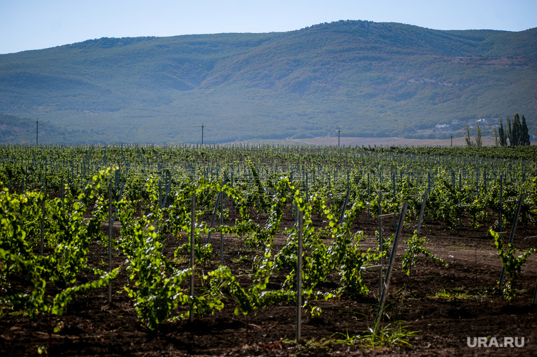Отдых в Крыму, крым, винодельня, виноградники