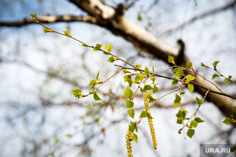 Весна в Екатеринбурге, листва, березовые сережки, бруньки, почки, весна, зелень