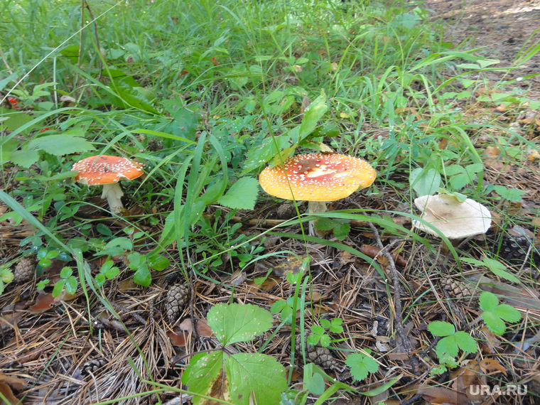 Бывший военный полигон Ялунино, грибы