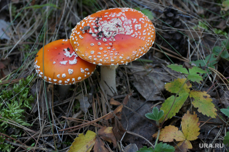 Осенняя природа, разное
Курган, мухомор, ядовитые грибы