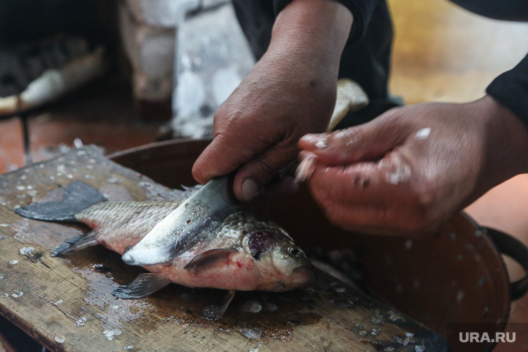 Рыба. Заболотье. Тюменская область, карась, рыба, чистка рыбы