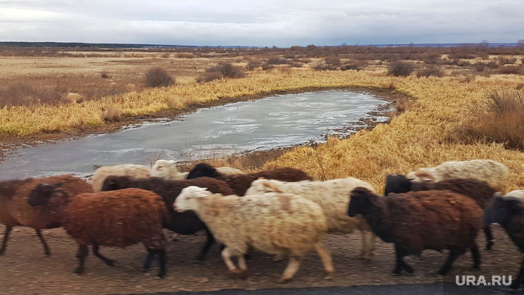 Шадринский элеватор «Агро-Клевер». Шадринск, овцы, бараны, озеро, осень