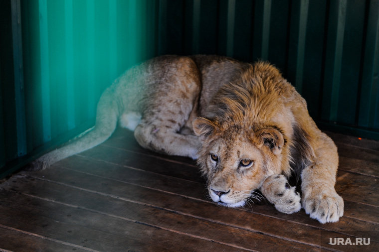 Приют диких животных «Спаси меня» Карена Даллакяна. Челябинск, лев, зоопарк, приют животных, симба, львенок