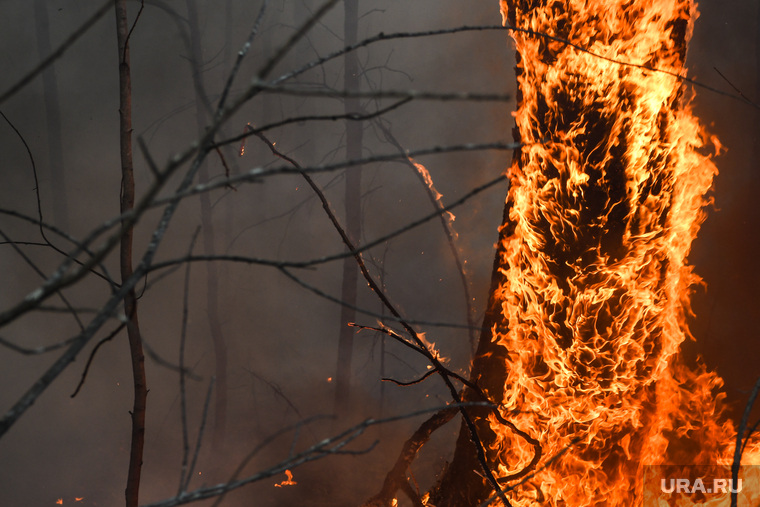 Пожар под Рефтинским. Свердловская область, лесной пожар, пожар в лесу