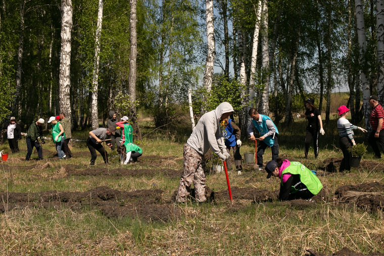 В Свердловской области планируют высадить более 300 тысяч деревьев