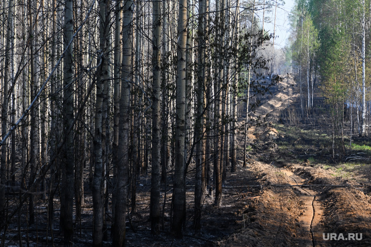 Пожар под Рефтинским. Свердловская область, сгоревший лес, лесные пожары, лес после пожара