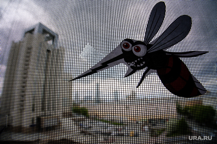 Виды Екатеринбурга, насекомые, комар, москит, москитная сетка, окно