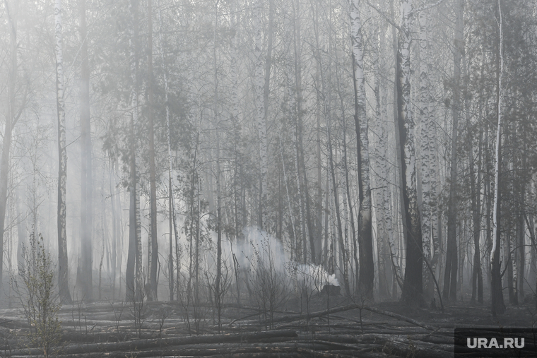 Пожар под Рефтинским. Свердловская область, пожарище, сгоревший лес, лесной пожар, лесные пожары, экологическая катастрофа, лес после пожара