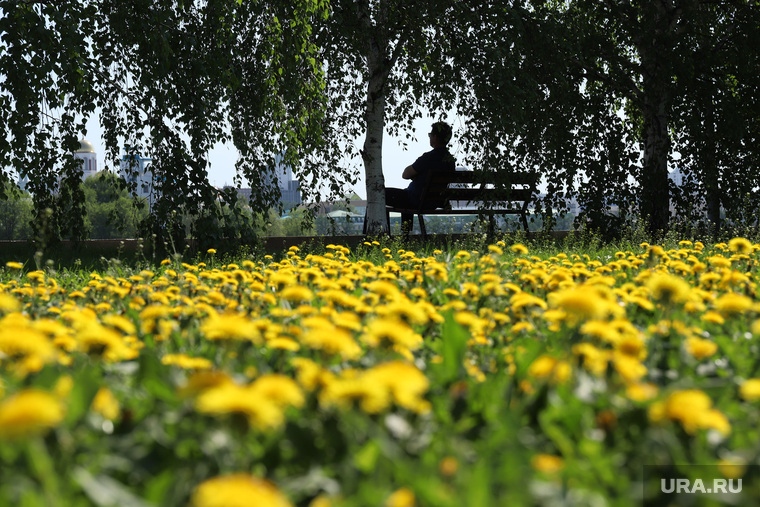 Весна в городе. Екатеринбург, одуванчик, городские цветы, цветение, весна, одуванчики, цветущие деревья, городские клумбы