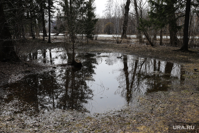 Затопленный Дендрологический парк. Екатеринбург, деревья в воде