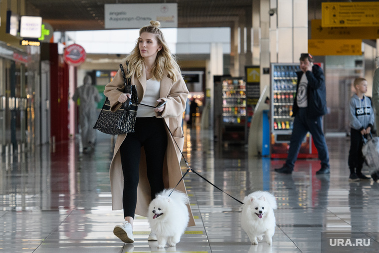 Аэропорт "Кольцово". Екатеринбург, собака, аэропорт кольцово, домашний питомец, маленькая собачка, девушка с собакой, провоз животных