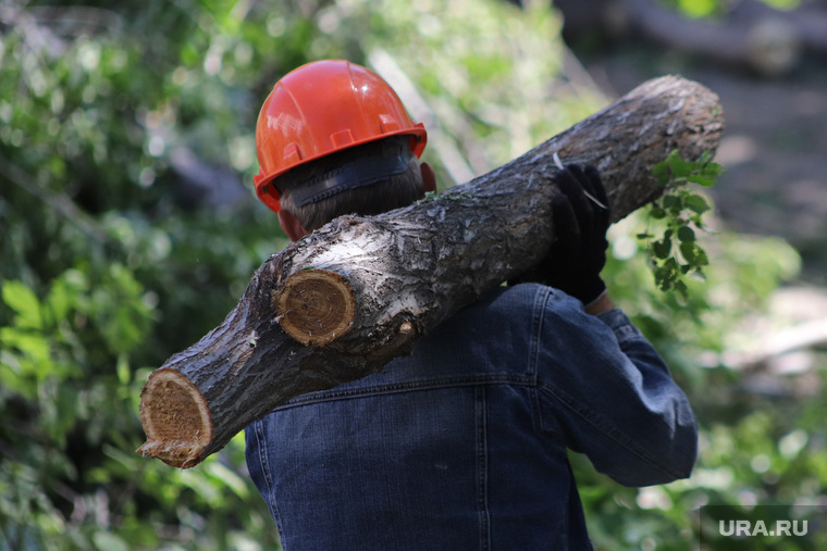 Жители Тобольска пожаловались на вырубку деревьев в Аптекарском саду