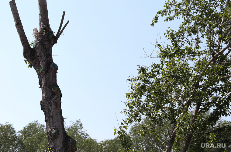Дорожная камера видеонаблюдения. Курган, обрезанные деревья, срубленные ветки