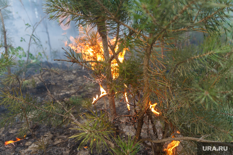 Верховые пожары в поселках Джабык и Запасное. Челябинская область, пожар, лес, сосна, огонь