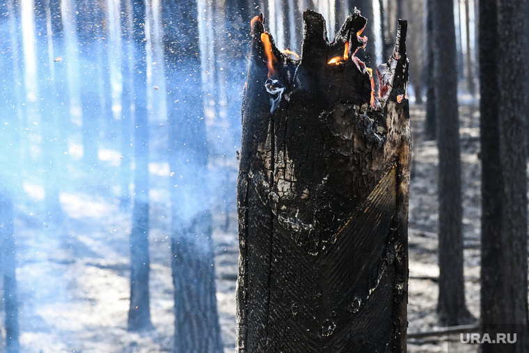 Пожар под Рефтинским. Свердловская область, пожарище, дерево горит, сгоревший лес, лесные пожары, лес после пожара
