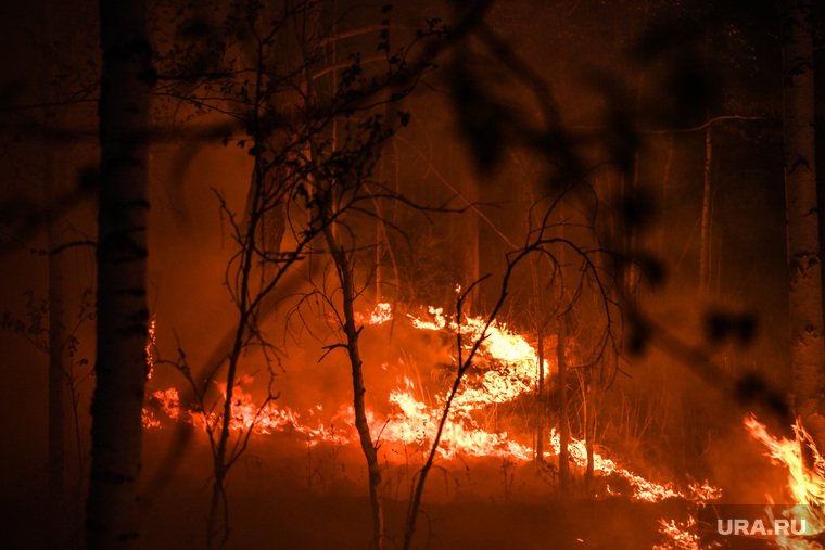 Пожар под Рефтинским. Свердловская область, пламя, огонь, лесной пожар