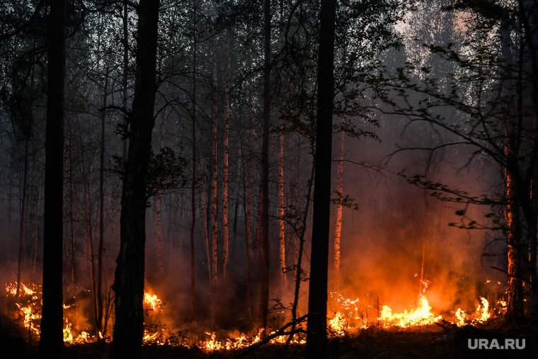 Пожар под Рефтинским. Свердловская область, пламя, огонь, лесной пожар, пожар в лесу