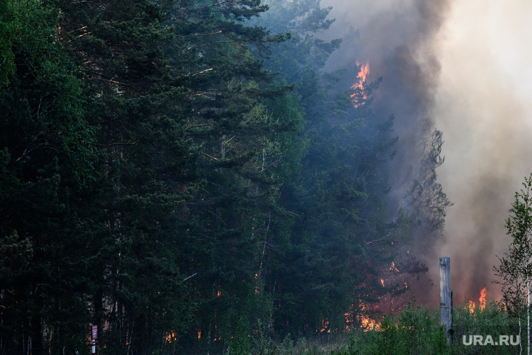 Пожар под Рефтинским. Свердловская область, лесной пожар, пожар в лесу, дымка, лес в дыму, дым от пожара