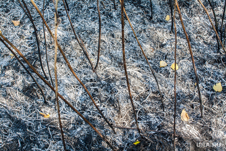 Из-за торфяного пожара в районе ТЭЦ-2 выгорает трава