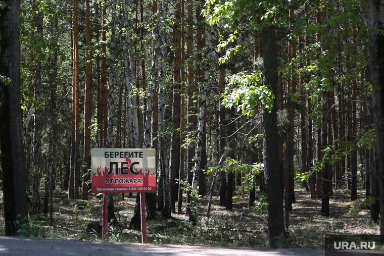 Курятник. Курган, лес, берегите лес