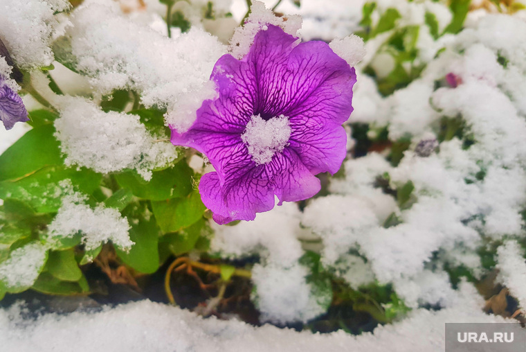 Первый снег. Курган , заморозки, первый снег, цветы