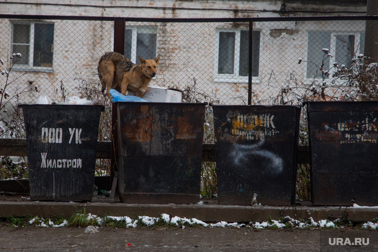 Расселение жителей поселка Шахты. Кизел, Пермский край, собака, пес, бродячая собака, голод, мусорка, помойка
