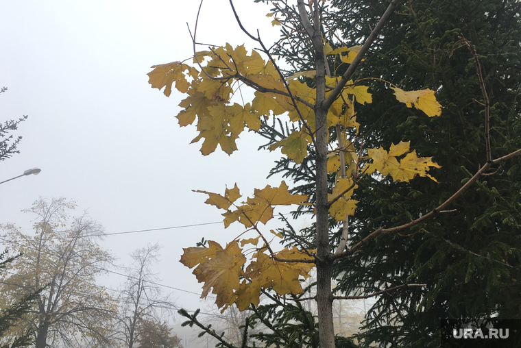 Туман в городе. Челябинск, клен, городской пейзаж, климат, осень, туман