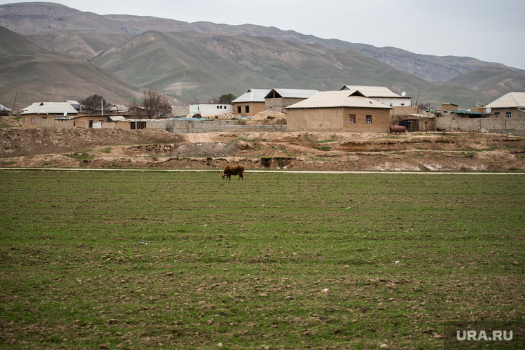 201-я российская военная база. Таджикистан, Душанбе, корова, жилые дома, природа, луг