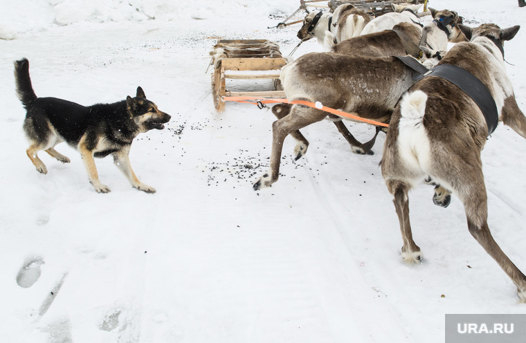 День оленевода в селе Аксарка, ЯНАО, собака, дворняга, оленья упряжка, лает